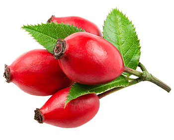 Rose musquée
