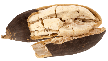 Poudre de baobab