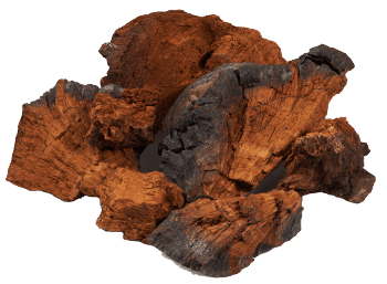 Champignon Chaga