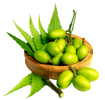 Huile de Neem