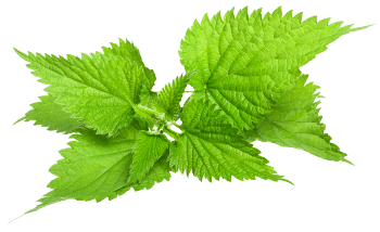 Extrait de feuille d'ortie