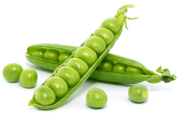 Protéine de pois