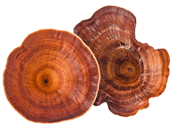Champignon Reishi