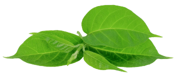 extrait de Gymnema sylvestre