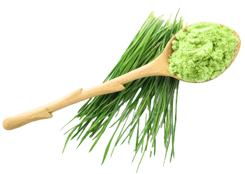 herbe d'orge