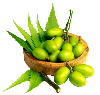 huile de neem