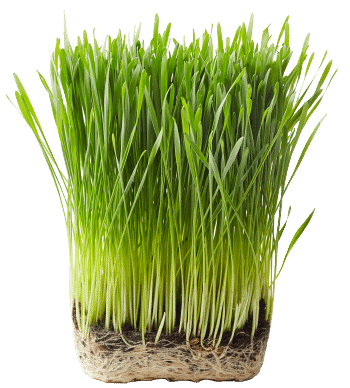 herbe de blé